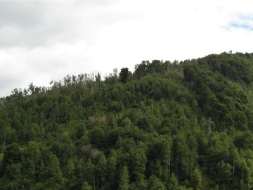 PROPIEDAD, CAMPO CON BOSQUE NATIVO 120 HA, PURRANQUE