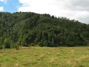 PROPIEDAD, CAMPO CON BOSQUE NATIVO 120 HA, PURRANQUE