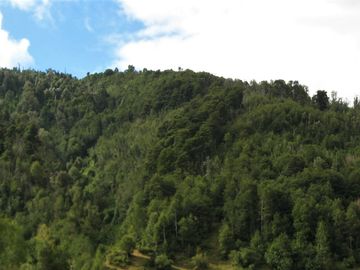 PROPIEDAD, CAMPO CON BOSQUE NATIVO 120 HA, PURRANQUE