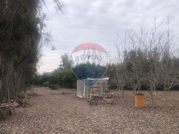 Parcela con paltos y nogales crecidos en M. Pinto
