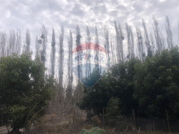 Parcela con paltos y nogales crecidos en M. Pinto