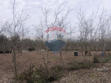 Parcela con paltos y nogales crecidos en M. Pinto