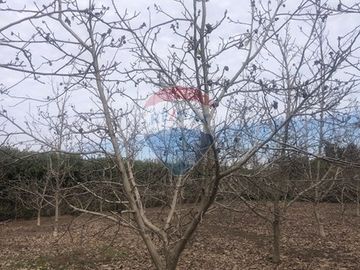 Parcela con paltos y nogales crecidos en M. Pinto