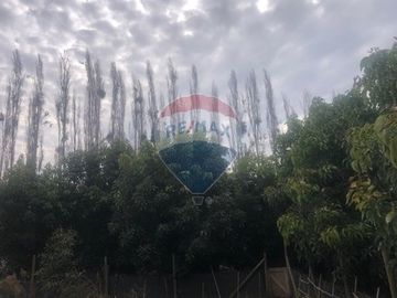 Parcela con paltos y nogales crecidos en M. Pinto
