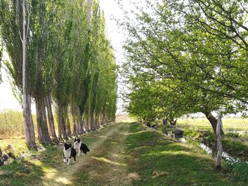 Finca de 105 has en Cañada Seca - Nogales y pasturas