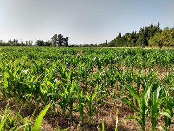 Finca de 105 has en Cañada Seca - Nogales y pasturas