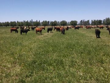 Finca de 105 has en Cañada Seca - Nogales y pasturas