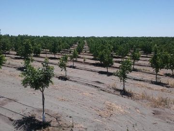 Finca de 105 has en Cañada Seca - Nogales y pasturas