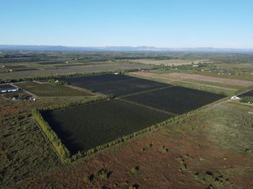 Finca de viñedos de 24 Has. en Cuadro Bombal