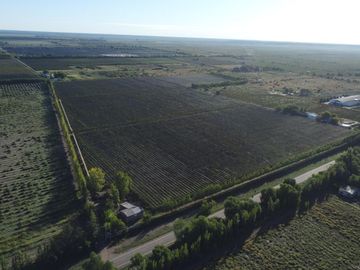 Finca de viñedos de 24 Has. en Cuadro Bombal