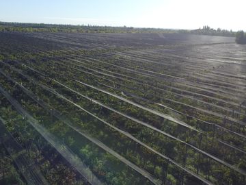 Finca de viñedos de 24 Has. en Cuadro Bombal
