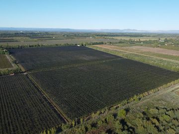 Finca de viñedos de 24 Has. en Cuadro Bombal