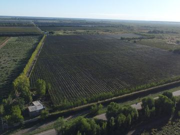 Finca de viñedos de 24 Has. en Cuadro Bombal