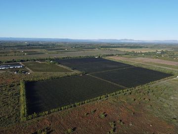 Finca de viñedos de 24 Has. en Cuadro Bombal