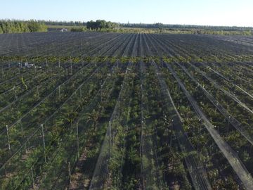 Finca de viñedos de 24 Has. en Cuadro Bombal