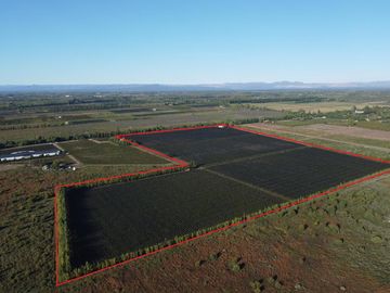 Finca de viñedos de 24 Has. en Cuadro Bombal