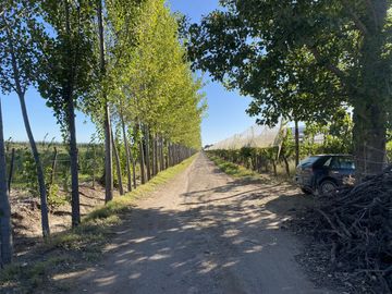 Finca de viñedos de 24 Has. en Cuadro Bombal