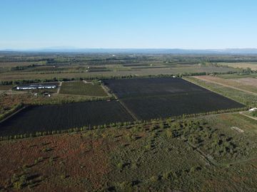 Finca de viñedos de 24 Has. en Cuadro Bombal