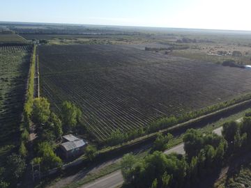 Finca de viñedos de 24 Has. en Cuadro Bombal