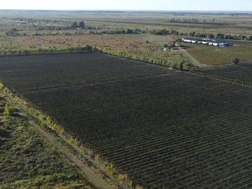 Finca de viñedos de 24 Has. en Cuadro Bombal