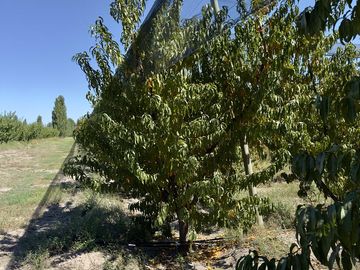 Extraordinaria finca de 83 Ha. de viñedos, durazno y alfalfa