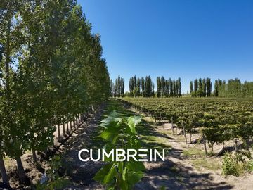 Extraordinaria finca de 83 Ha. de viñedos, durazno y alfalfa