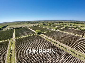 Extraordinaria finca de 83 Ha. de viñedos, durazno y alfalfa
