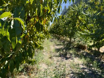 Extraordinaria finca de 83 Ha. de viñedos, durazno y alfalfa