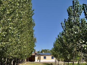 Extraordinaria finca de 83 Ha. de viñedos, durazno y alfalfa