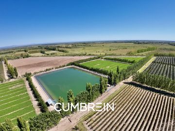 Extraordinaria finca de 83 Ha. de viñedos, durazno y alfalfa