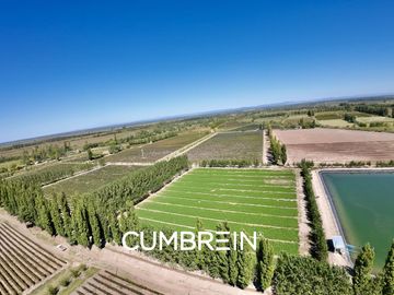 Extraordinaria finca de 83 Ha. de viñedos, durazno y alfalfa