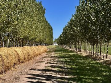 Extraordinaria finca de 83 Ha. de viñedos, durazno y alfalfa