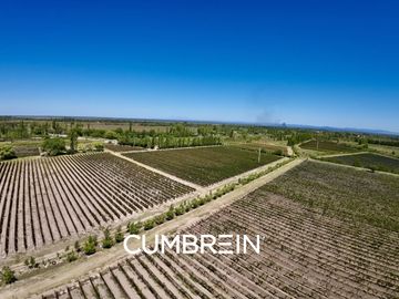 Extraordinaria finca de 83 Ha. de viñedos, durazno y alfalfa