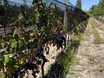 Extraordinaria finca de 83 Ha. de viñedos, durazno y alfalfa