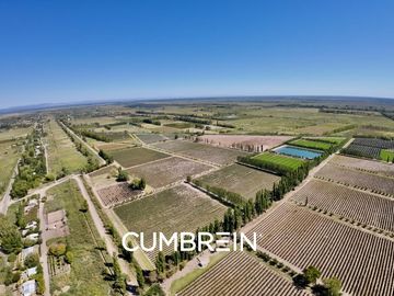 Extraordinaria finca de 83 Ha. de viñedos, durazno y alfalfa
