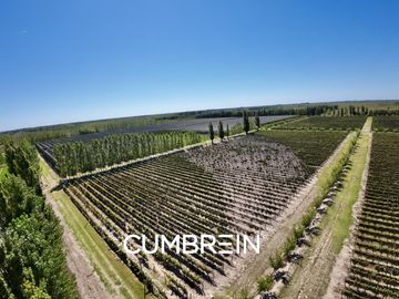 Extraordinaria finca de 83 Ha. de viñedos, durazno y alfalfa