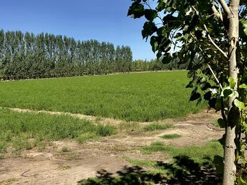 Extraordinaria finca de 83 Ha. de viñedos, durazno y alfalfa