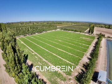 Extraordinaria finca de 83 Ha. de viñedos, durazno y alfalfa