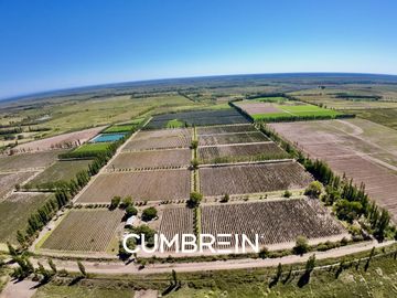 Extraordinaria finca de 83 Ha. de viñedos, durazno y alfalfa