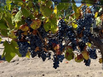 Extraordinaria finca de 83 Ha. de viñedos, durazno y alfalfa
