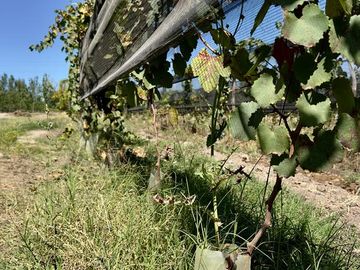 Extraordinaria finca de 83 Ha. de viñedos, durazno y alfalfa