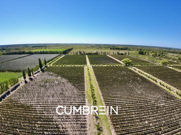 Extraordinaria finca de 83 Ha. de viñedos, durazno y alfalfa