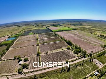 Extraordinaria finca de 83 Ha. de viñedos, durazno y alfalfa