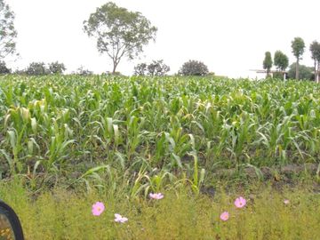 RANCHO CON CASA Y CABALLERIZAS EN VENTA, HUICHAPAN HIDALGO