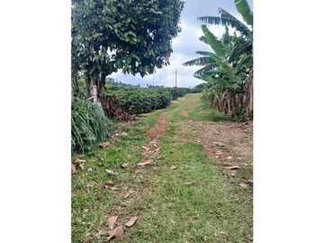 FINCA CAFETERA