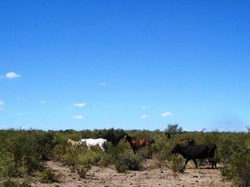 Estancia, campo ganadero de cria, 94.149 has. En Mendoza, con importantes mejoras, con o sin hacienda.
