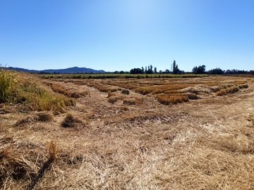 PROPIEDAD AGRÍCOLA EN VENTA, CAMPO DE 35 HA, SAN JAVIER