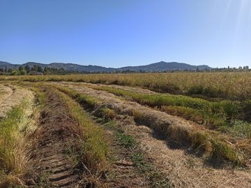 PROPIEDAD AGRÍCOLA EN VENTA, CAMPO DE 35 HA, SAN JAVIER