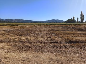 PROPIEDAD AGRÍCOLA EN VENTA, CAMPO DE 35 HA, SAN JAVIER