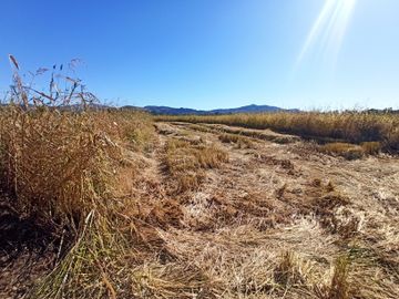 PROPIEDAD AGRÍCOLA EN VENTA, CAMPO DE 35 HA, SAN JAVIER